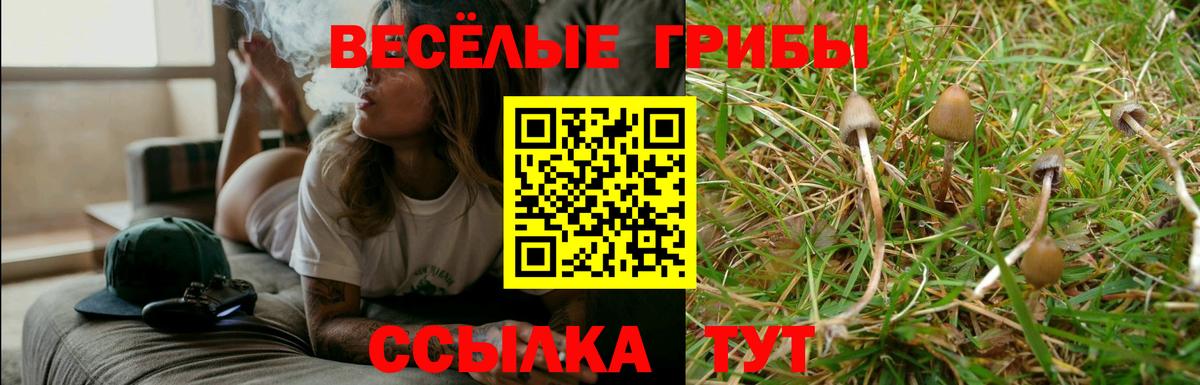 Галлюциногенные грибы Psilocybe Волжский